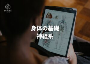 身体の基礎：神経