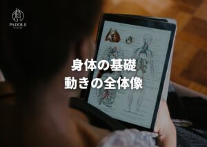 身体の基礎知識：動きの全体像